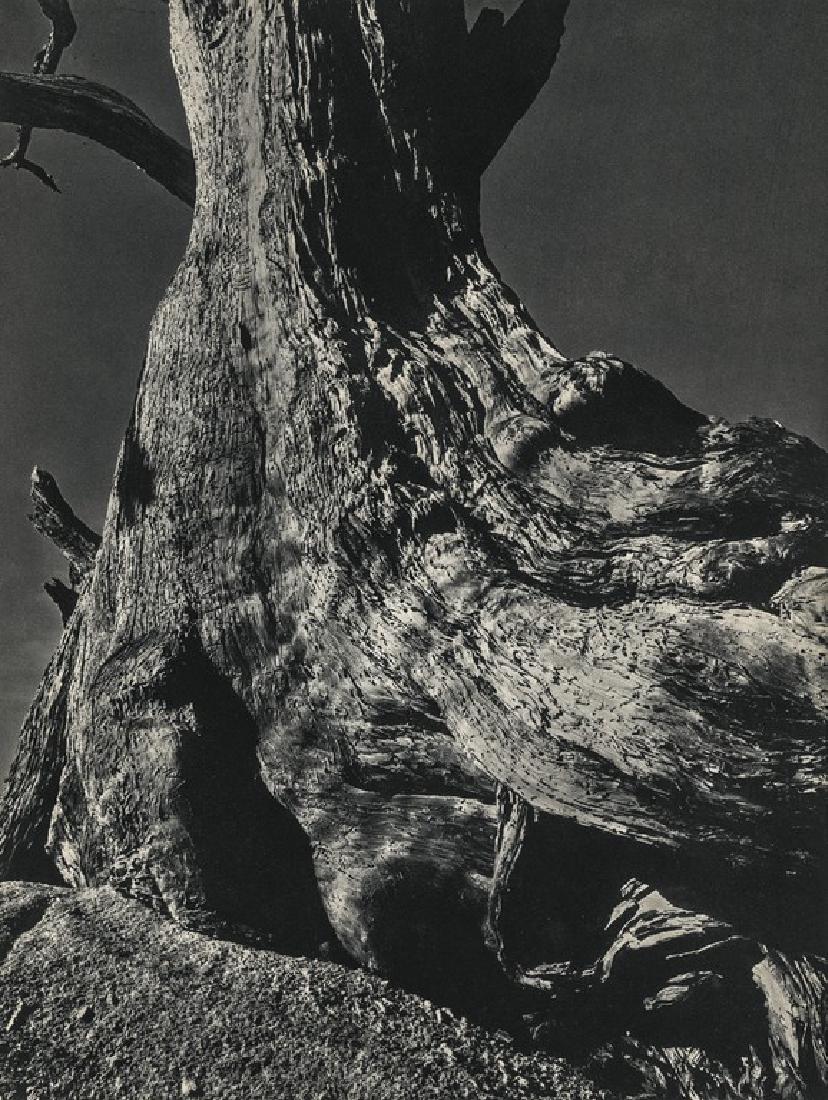 EDWARD WESTON - Tree Trunk (1 of 1)