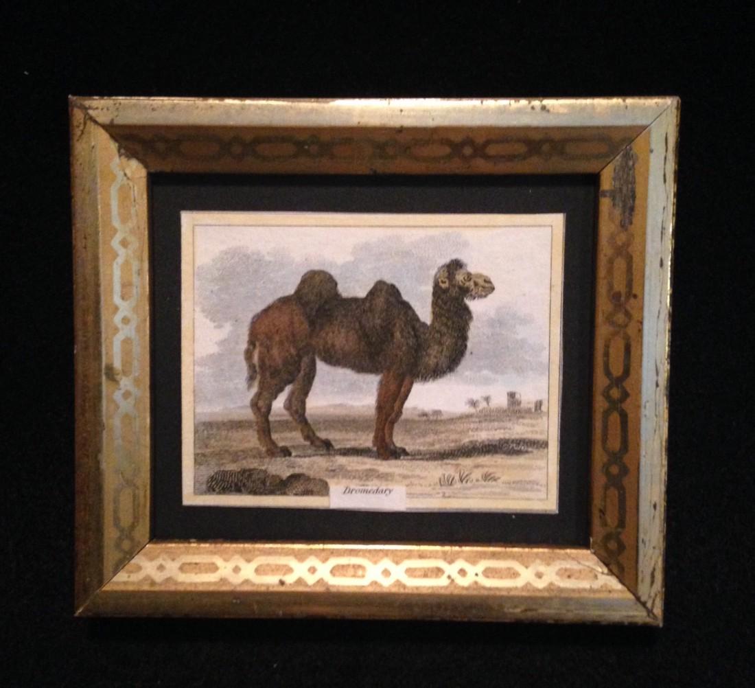 C1800 hand colored camel engraving (1 of 2)