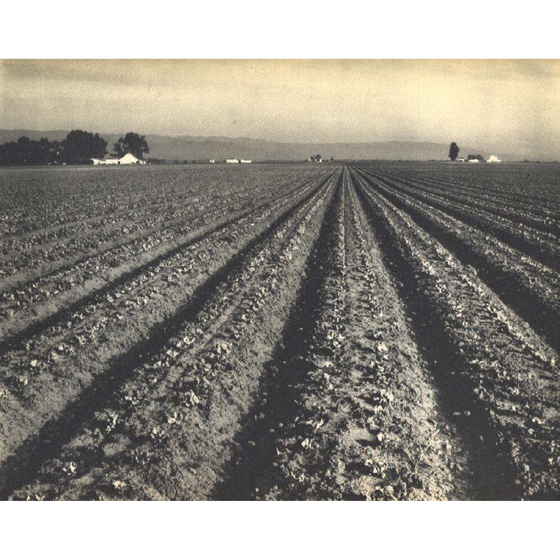 EDWARD WESTON - Lettuce Ranch: Artist: EDWARD WESTON Print Title: Lettuce Ranch Medium: Sheet-fed Gravure Printing Date: 1930's Printed in the USA Image Size approx: 10 x 8 inches Edward Henry Weston (1886-1958) was a 20th-century 