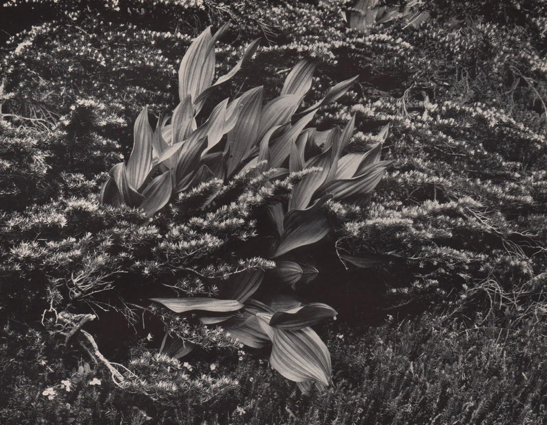 EDWARD WESTON- False Hellebore: Artist: EDWARD WESTON Print Title: False Hellebore Medium: Photoengraving Printed in USA in 1940Â’s Image Size approx: 7 x 9 Edward Weston 1886-1958) was a 20th-century American photographer, consi
