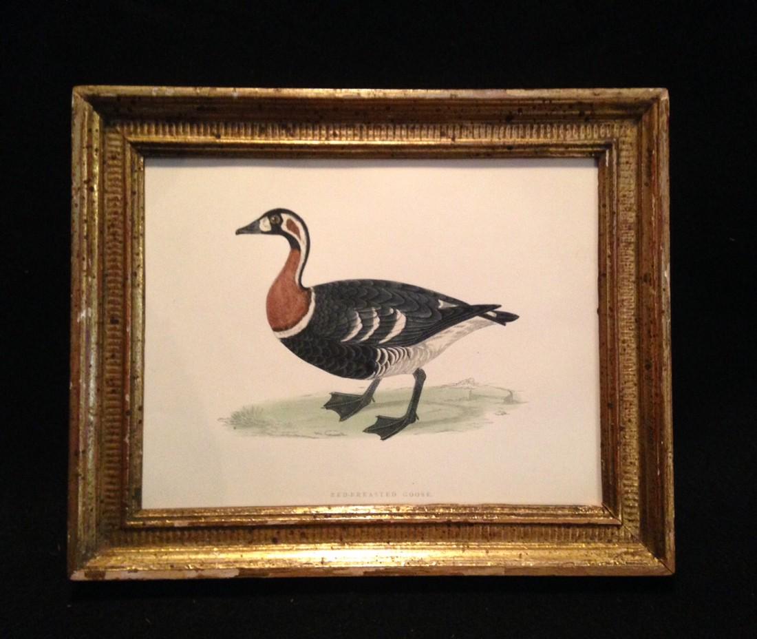 C1840 hand colored goose engraving in an early 20thc (1 of 2)