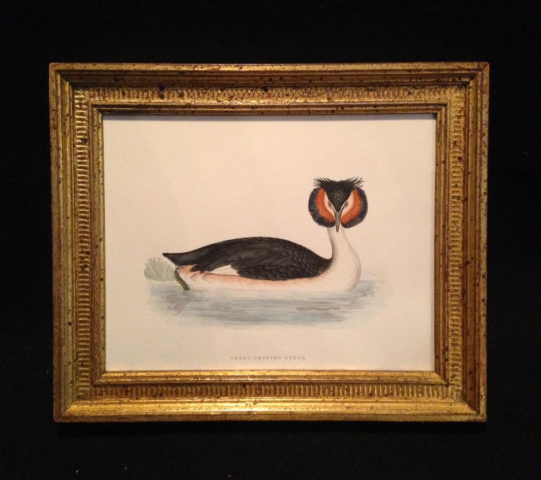 C1840 hand colored Grebe engraving in an early 20thc (1 of 2)