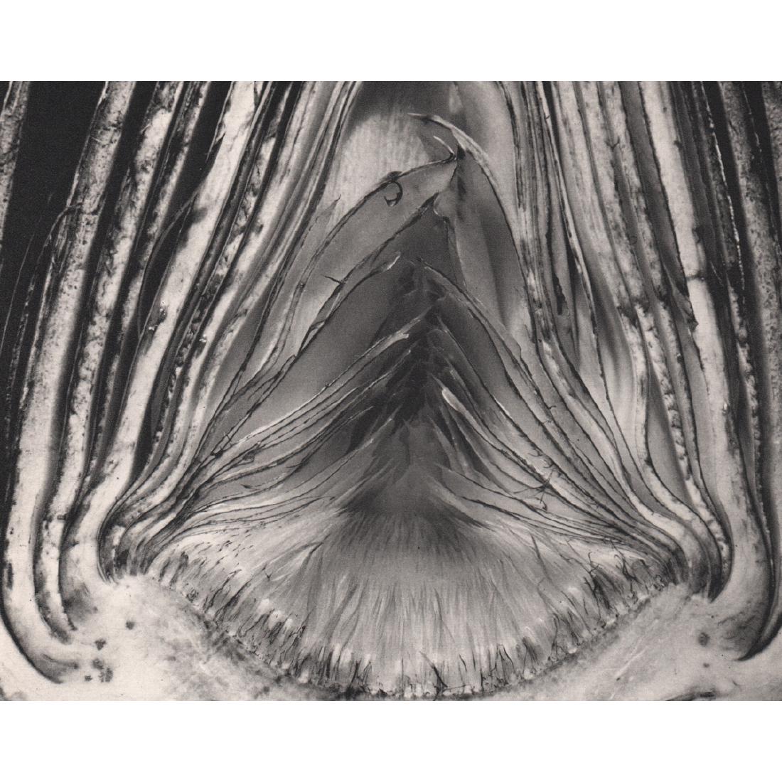 EDWARD WESTON - Artichoke, halved, 1930: Artist: EDWARD WESTON Print Title: Artichoke, halved, 1930 Medium: Sheet-Fed Gravure Printing Date: 1960's Printed in The Netherlands Image Size approx: 7 X 5.5 inches Edward Weston (1886-1958) was a 