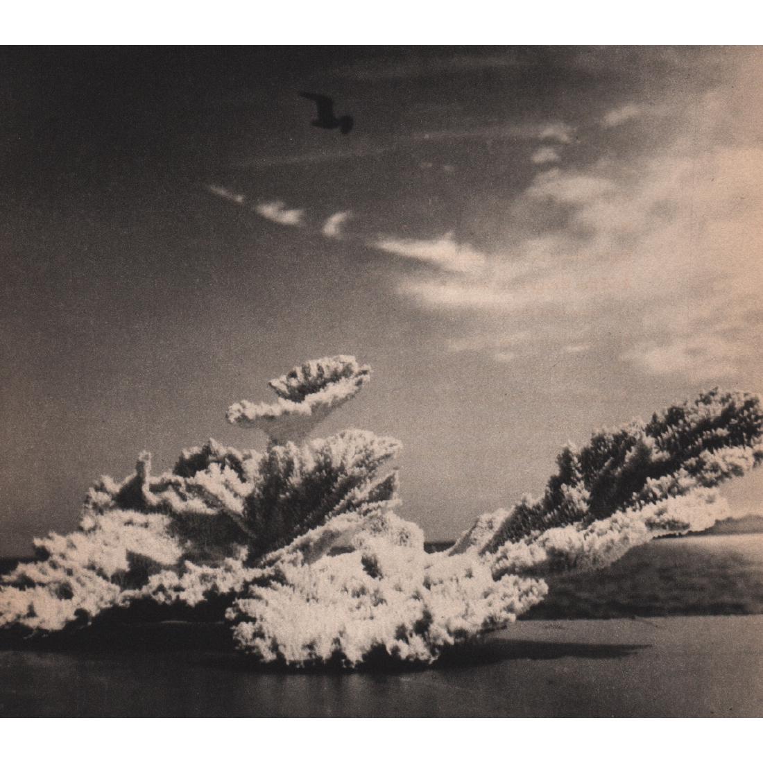 RUTH BERNHARD - Pelicans: Artist: RUTH BERNHARD Print Title: Pelicans Medium: Sheet-fed Gravure Printing Date: 1940's Printed: USA Image size approx. 6.5 x 6 inches Ruth Bernhard (1905 – 2006), was a legendary San Francisco 