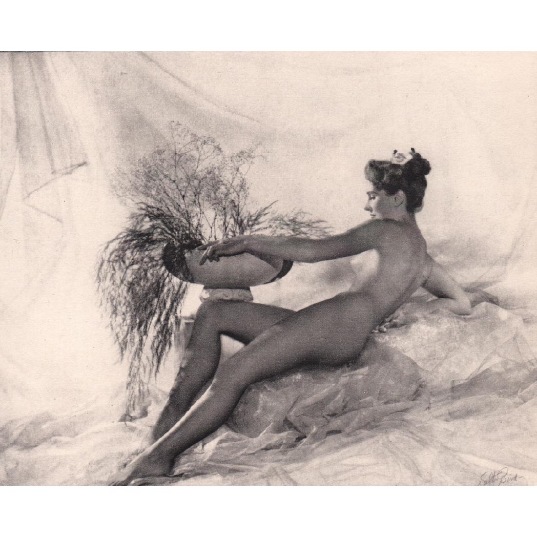 WALTER BIRD -  Nymph (1 of 1)