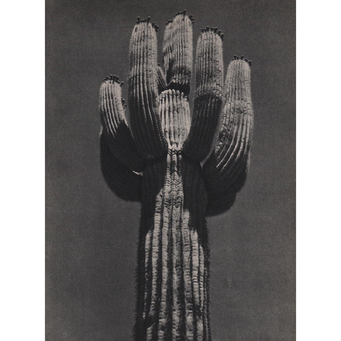 JAMES M. LEONARD - Sahuaro: Artist: JAMES M. LEONARD Print Title: Sahuaro Medium: Sheet-fed Gravure Printing Date: 1930's Printed in the USA Image Size approx: 8 x 10 inches Reserve: $30.00 Shipping: Domestic: Flat-rate of $15.0