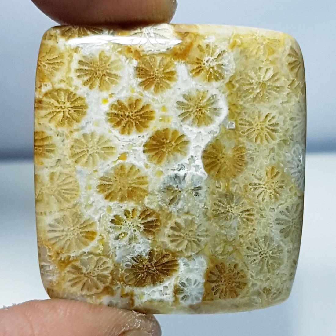 36.36 ct Natural Fossil Coral (1 of 5)