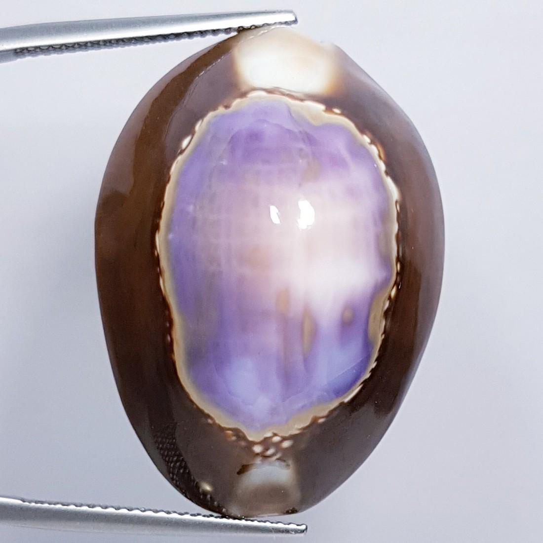 42.42 ct Natural Sea Shell (1 of 5)