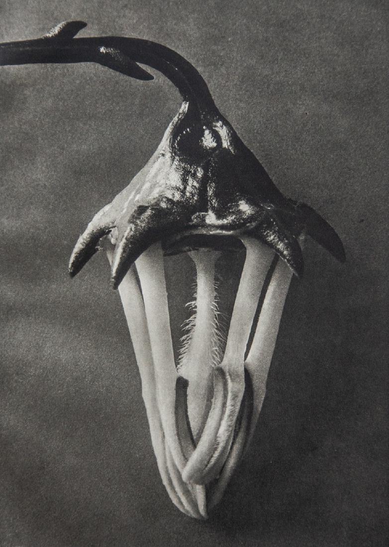 KARL BLOSSFELDT - Campanula Vidalii, Bellflower (1 of 1)