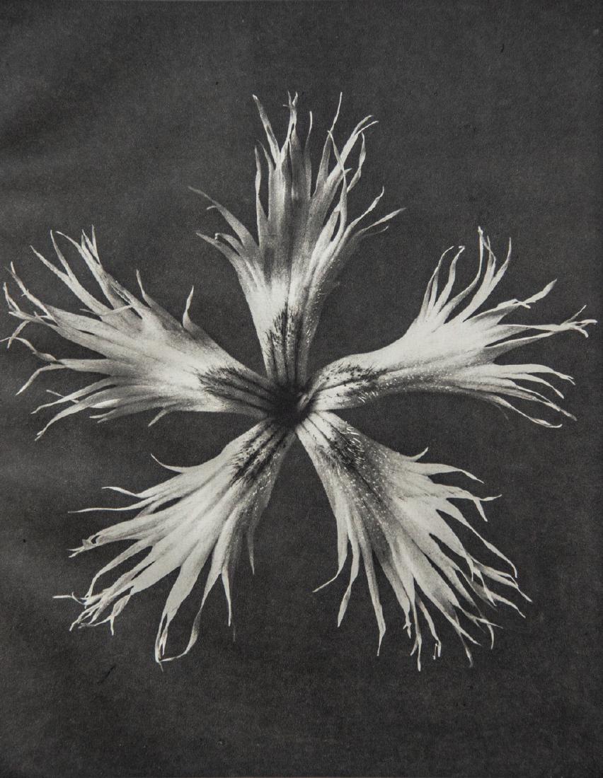KARL BLOSSFELDT - Dianthus plumarius (1 of 1)