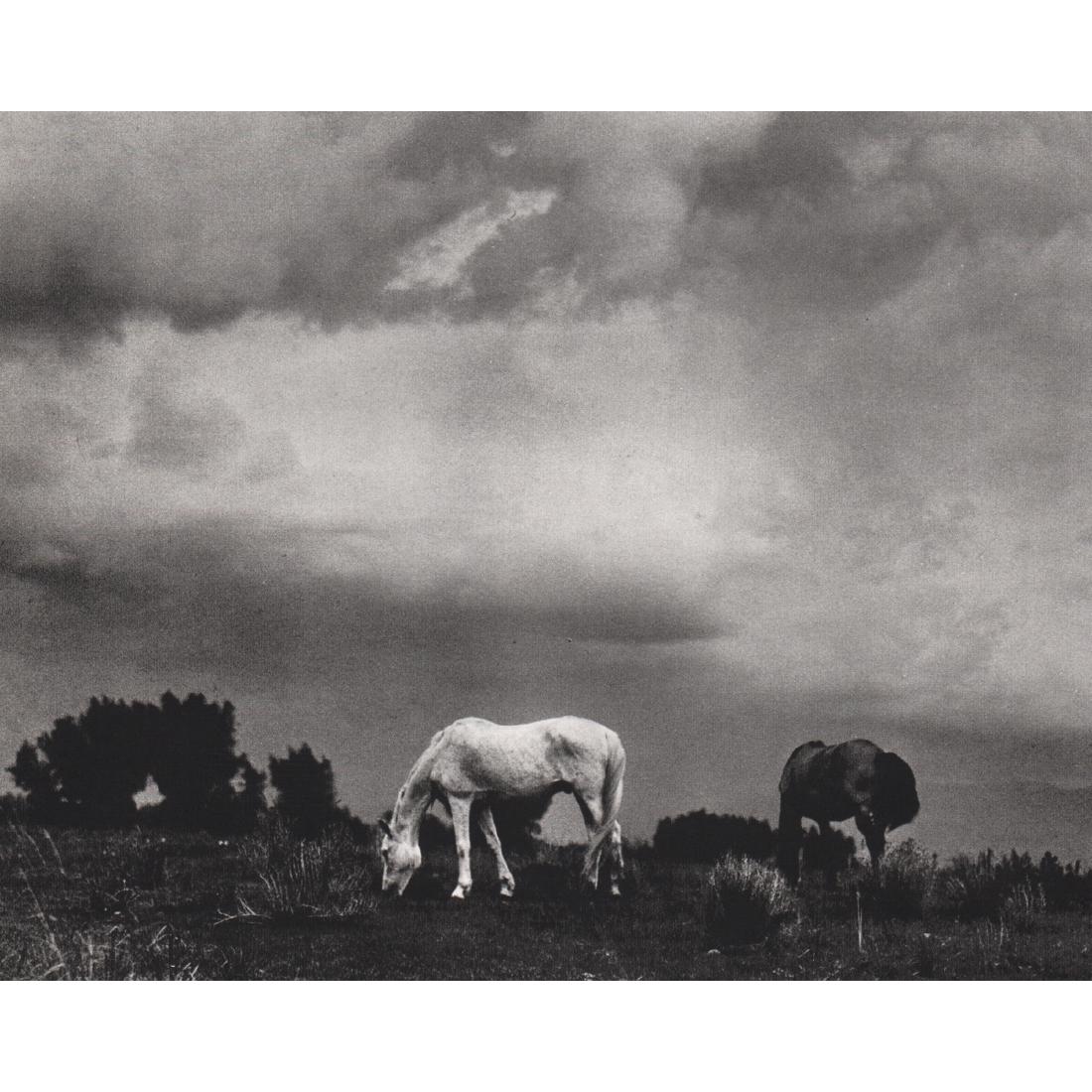 PAUL STRAND - Grazing Horses, Taos New Mexico, 1930: Artist: PAUL STRAND Print Title: Grazing Horses, Taos New Mexico, 1930 Medium: Sheet-Fed Gravure Printing Date: 1970's Printed in Switzerland Image Size approx: 8.5 X 7 inches Paul Strand (1890–1976