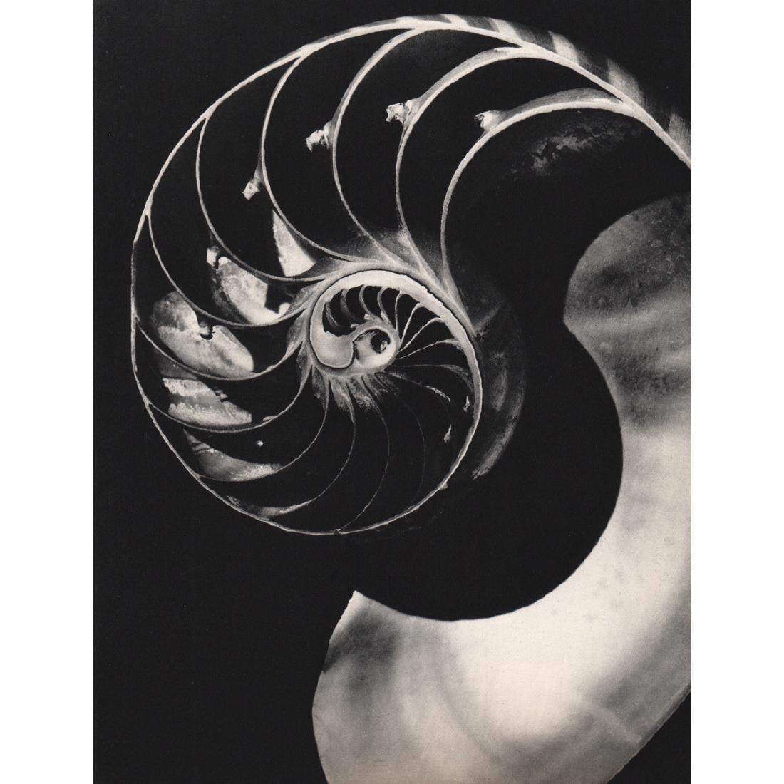 ANDRE VIGNEAU - Section of a Shell: Artist: ANDRE VIGNEAU Print Title: Section of a Shell Medium: Sheet-Fed Gravure Printing Date: 1930's Printed in France Image Size approx: 7 x 9.25 inches Andre Vigneau (1892-1968) was a photographer,