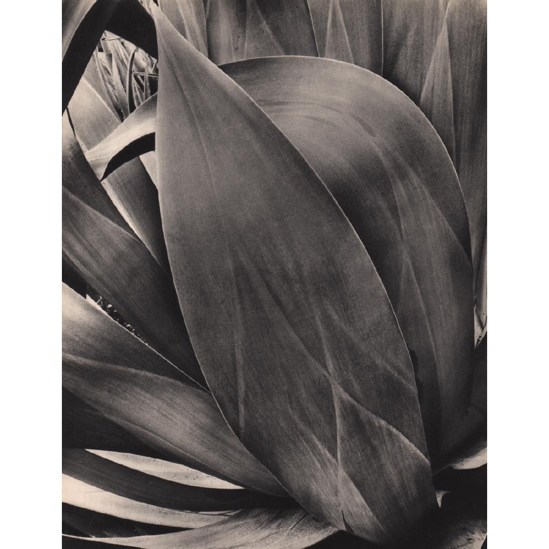 BRETT WESTON - Agave: Artist: BRETT WESTON Print Title: Agave Medium: Sheet-fed Gravure Printing Date: 1930's Printed in France Image Size approx: 8 X 11 inches Brett Weston (1911-1993) was an American photographer. Van De
