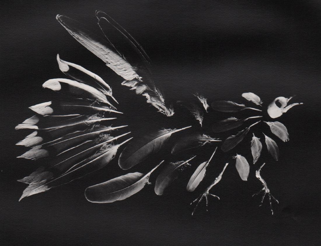 LINDA CONNOR - Dove, 1972: Artist: LINDA CONNOR Print Title: Dove, 1977 Medium: Photoengraving Printed 1970’s in the USA Image size (inches) approx. 5 x 6” Reserve: $25.00 Shipping: Domestic: Flat rate of $15.00 to anywhere