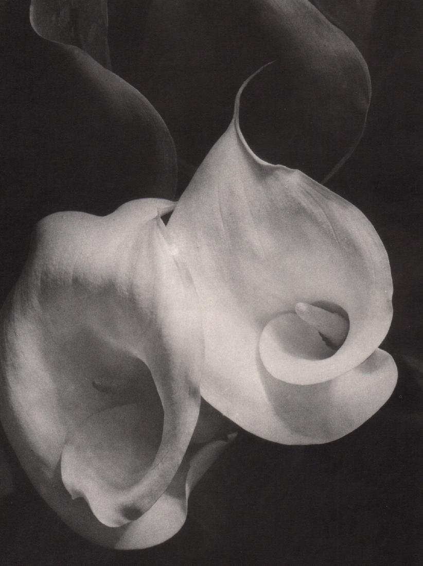 IMOGEN CUNNINGHAM- Two Callas: Artist: IMOGEN CUNNINGHAM Print Title: Two Callas Printing Date: 1970’s Medium: Photo-lithograph Printed in: Italy Image Size: 9 x 6.5” Reserve: $25.00 Shipping: Domestic: Flat rate of $15.00 to a