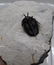 Flying fossil trilobite "devil horn": Cyphaspis