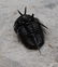 Flying fossil trilobite "devil horn": Cyphaspis - 2