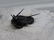 Flying fossil trilobite "devil horn": Cyphaspis - 3