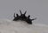 Flying fossil trilobite "devil horn": Cyphaspis - 5