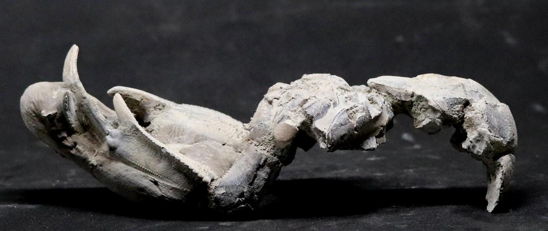 Giant fossil lobster : Thalassina emerii: Title: Giant fossil lobster : Thalassina emerii Age: Pleistocen Location (the place the fossil has been found): Indonesia island Conversion: 1 cm = 0.394 inch - 1 inch=2.54 cm Size of the fossil: 21 c