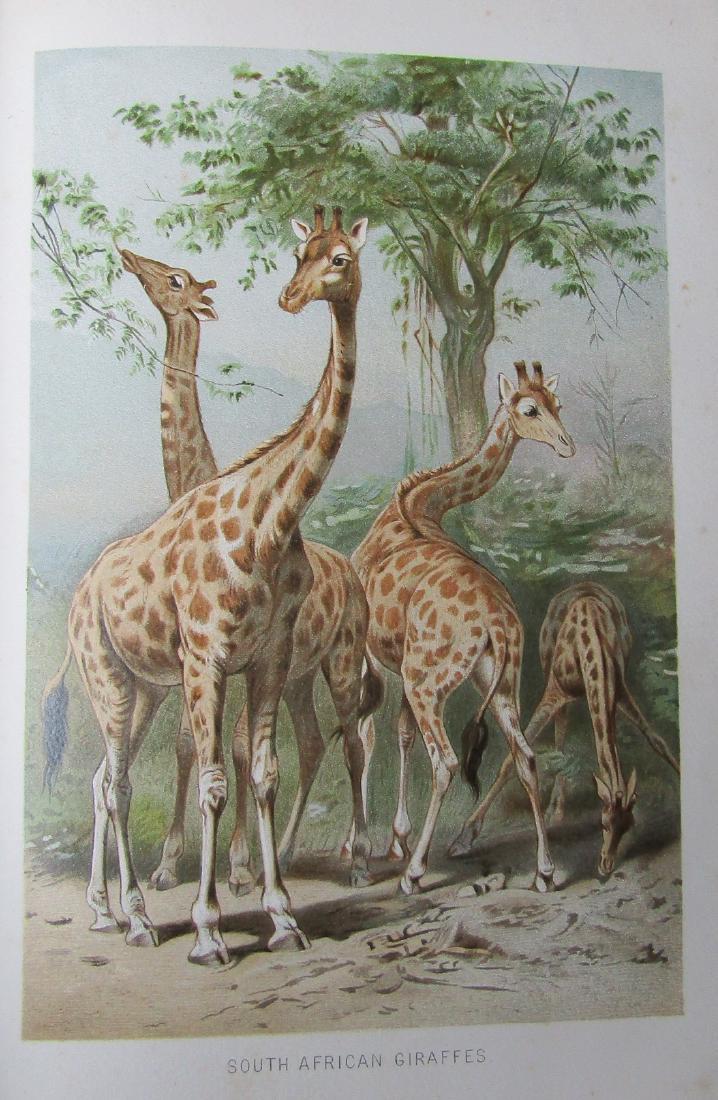 Richard Lydekker (editor): THE ROYAL NATURAL HISTORY (1 of 20)