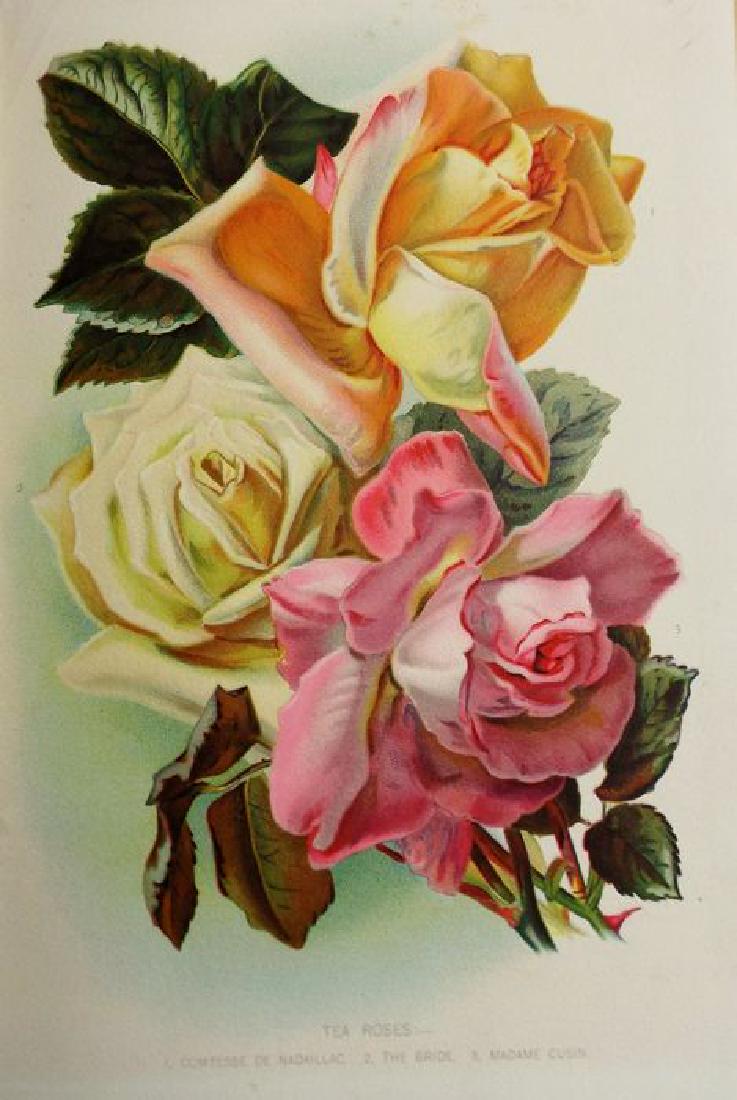 Robert Thompson & William Watson [editor]: THE: Title: THE GARDENER'S ASSISTANT Author: Robert Thompson & William Watson [editor] Publishing Info: The Gresham Publishing Company, 1900/1902 Edition: New Illustrated edition Subject: Science/Nature 18