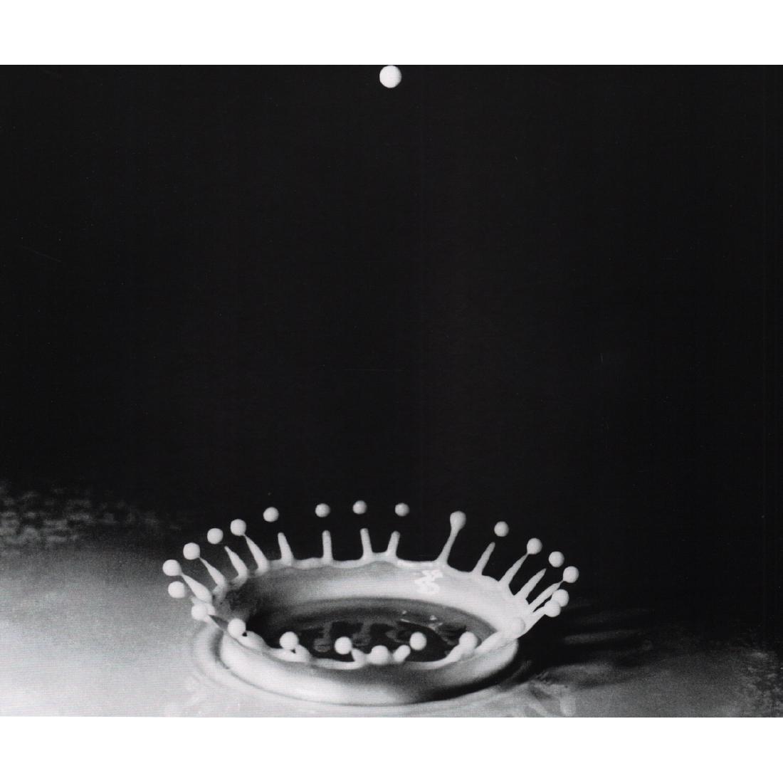 HAROLD EUGENE EDGERTON - Schizzo di Latte, 1936 (1 of 1)