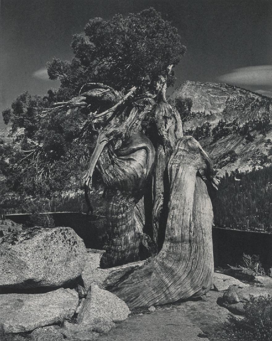 EDWARD WESTON - Tree Trunk (1 of 1)