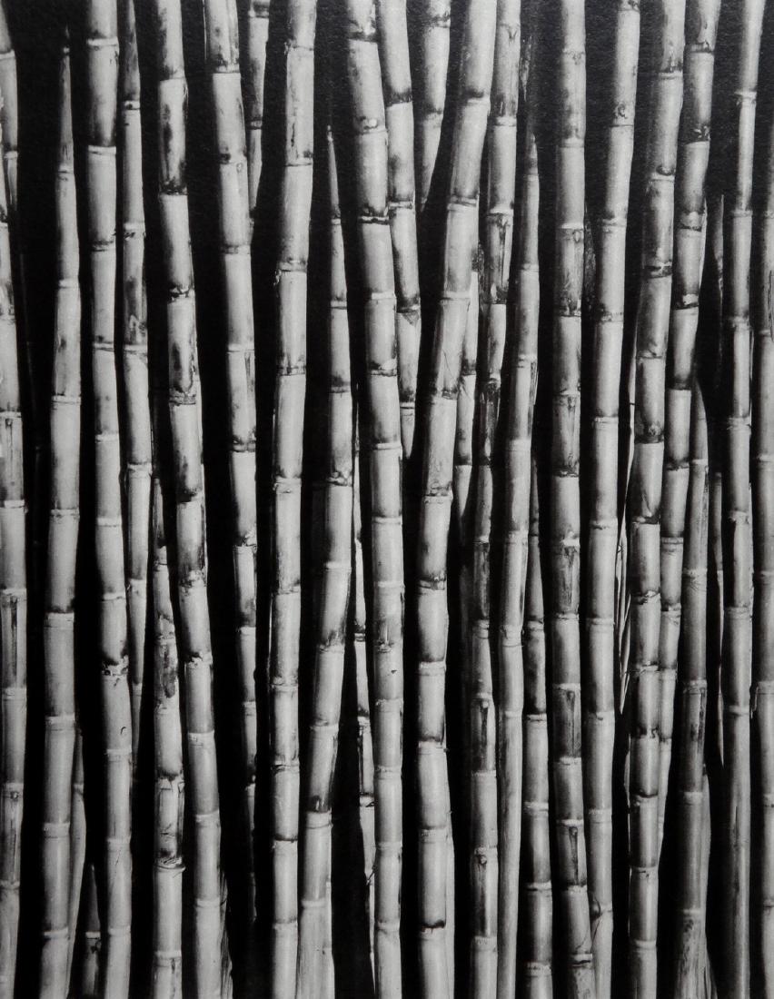 TINA MODOTTI - Bamboo stems 1926 (1 of 1)
