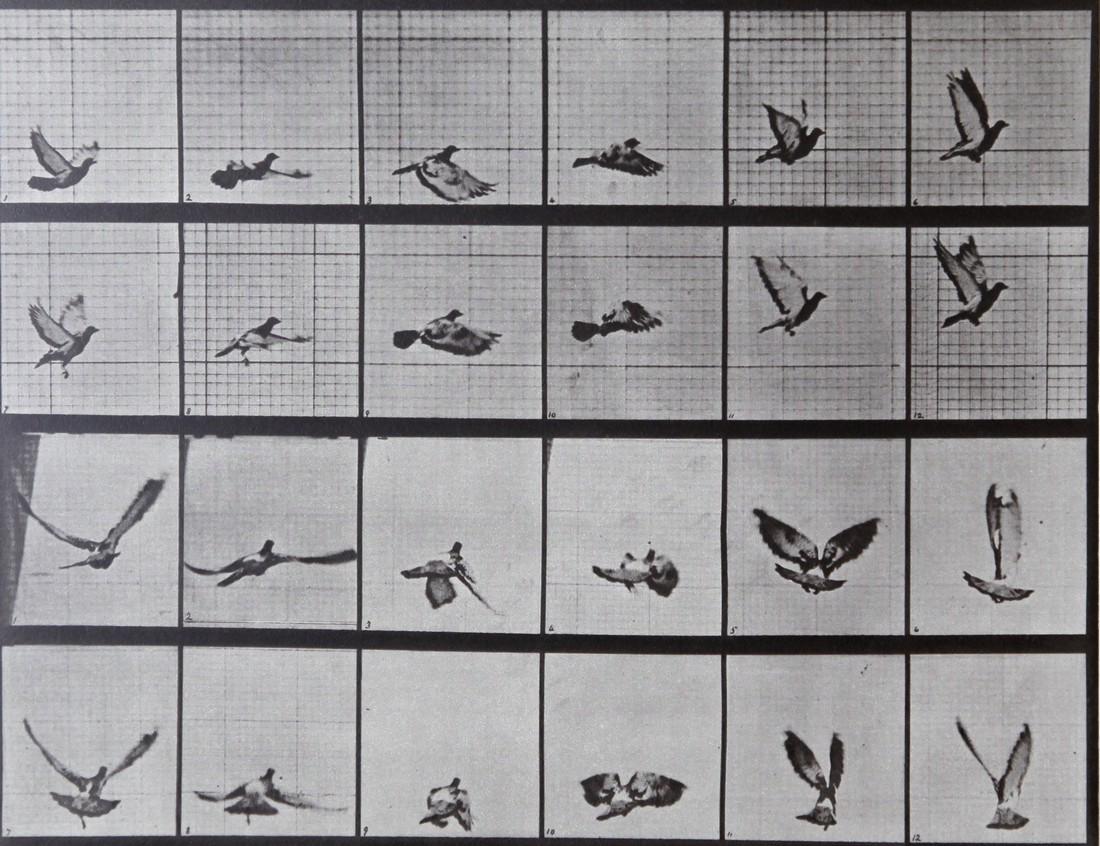 EADWEARD MUYBRIDGE - Flying bird AL 757: Artist: EADWEARD MUYBRIDGETitle: Flying bird AL 757 Date Printed: 1979 Medium: Vintage Photogravure Printer Location: Italy 25.5x20cm - 10. x 7.8 inch With tissue guard Mount Size: 30x40 cm - 15.7x11.