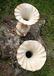 Rare antique French art nouveau 'Louvre' garden vases - 9