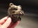 Cast Iron Wall Mount Figural Bear Beer Bottle Opener - 6