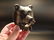 Cast Iron Wall Mount Figural Bear Beer Bottle Opener - 8