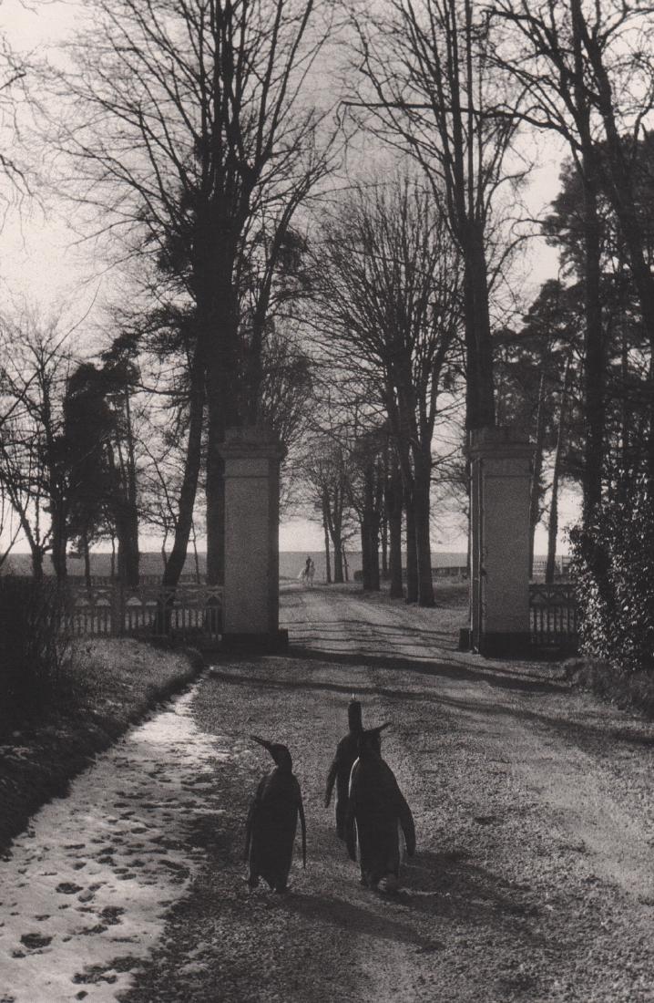 WILLY RONIS - Penguins of the Pinder Circus,1956: Artist: WILLY RONIS Print Title: Penguins of the Pinder Circus,1956 Printing Date: 1980’s Medium: Photo-lithograph Printed in: France Image Size: approx. 9 x 7” Reserve: $25.00 Shipping: Domestic