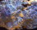 BLUE AZURITE ON SCHIST MATRIX - 3