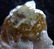 VESUVIANITE ON CALCITE - COLLECTORS ITEM - 9