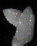 GHOST/CACTUS QUARTZ - COLLECTORS ITEM
