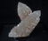 GHOST/CACTUS QUARTZ - COLLECTORS ITEM - 2