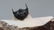 Flying trilobite : Metacanthina issoumourensis - 4