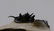 Flying fossil trilobite "devil horn": Cyphaspis - 2