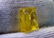 Natural & Unheated~ Yellow Beryl Heliodor Rough - 11