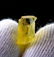 Natural & Unheated~ Yellow Beryl Heliodor Rough - 4
