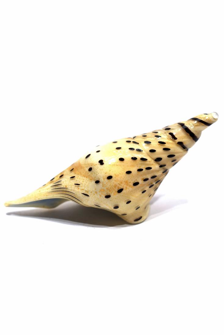 Murano Glass Sculpture " Seashell ": Title: Murano Glass Sculpture " Seashell " Maker: Frare Dario Origin: Murano Date/Period: 2017 Materials: Glass Size: 4x8,5 cm 35 grams Glass sculpture rapresenting a Seashell, made by glass master Da