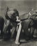 RICHARD AVEDON - Dovima with Elephants, Paris, 1955