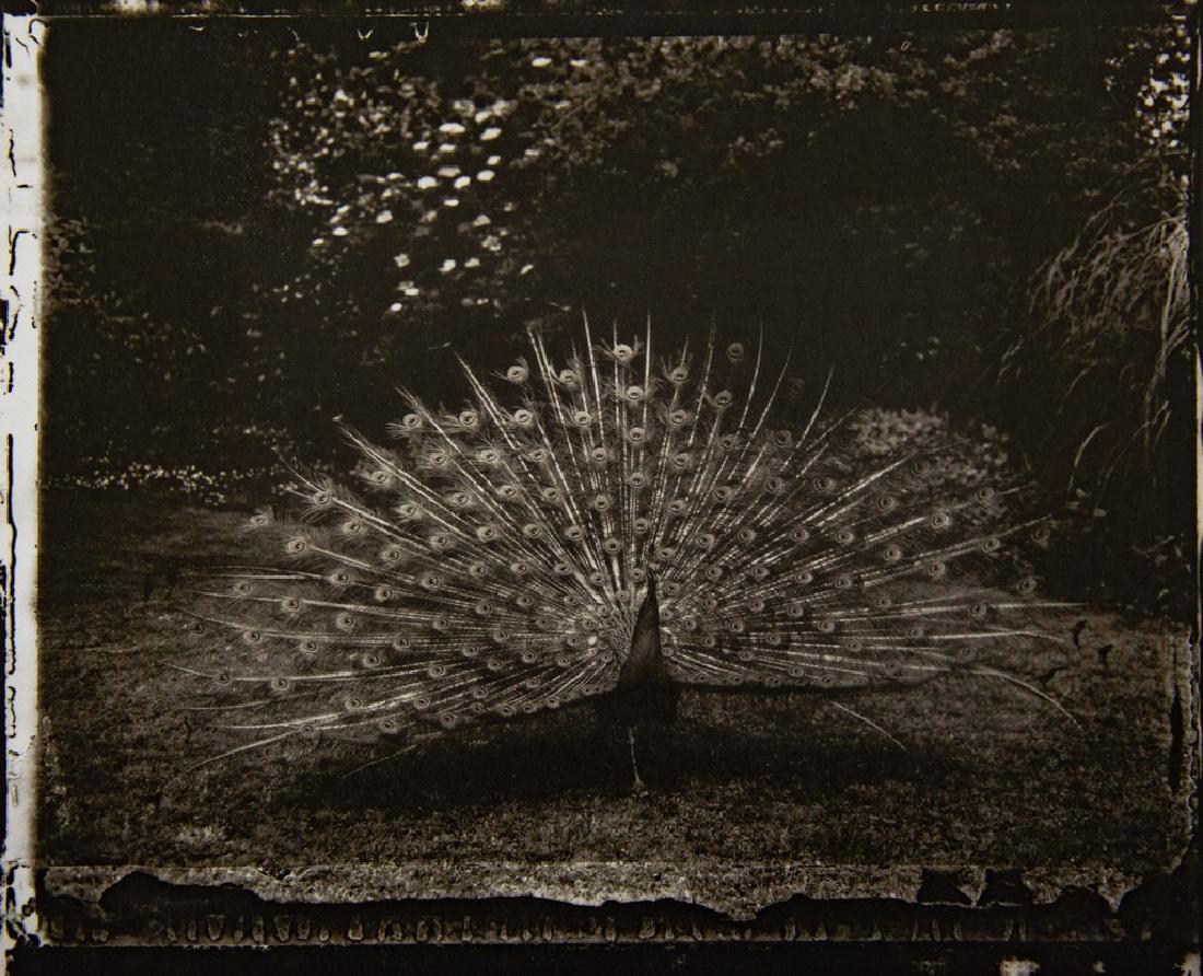 SARAH MOON - Bagatelle, 1989: Artist: Sarah Moon Title: Bagatelle, 1989 Medium: Photo Litho, 2001, Italy Dimensions: 9.75x7.95" Heat Wax Mounted on 11x14" Conservation Board Sarah Moon (1941) previously known as Marielle Warin, is