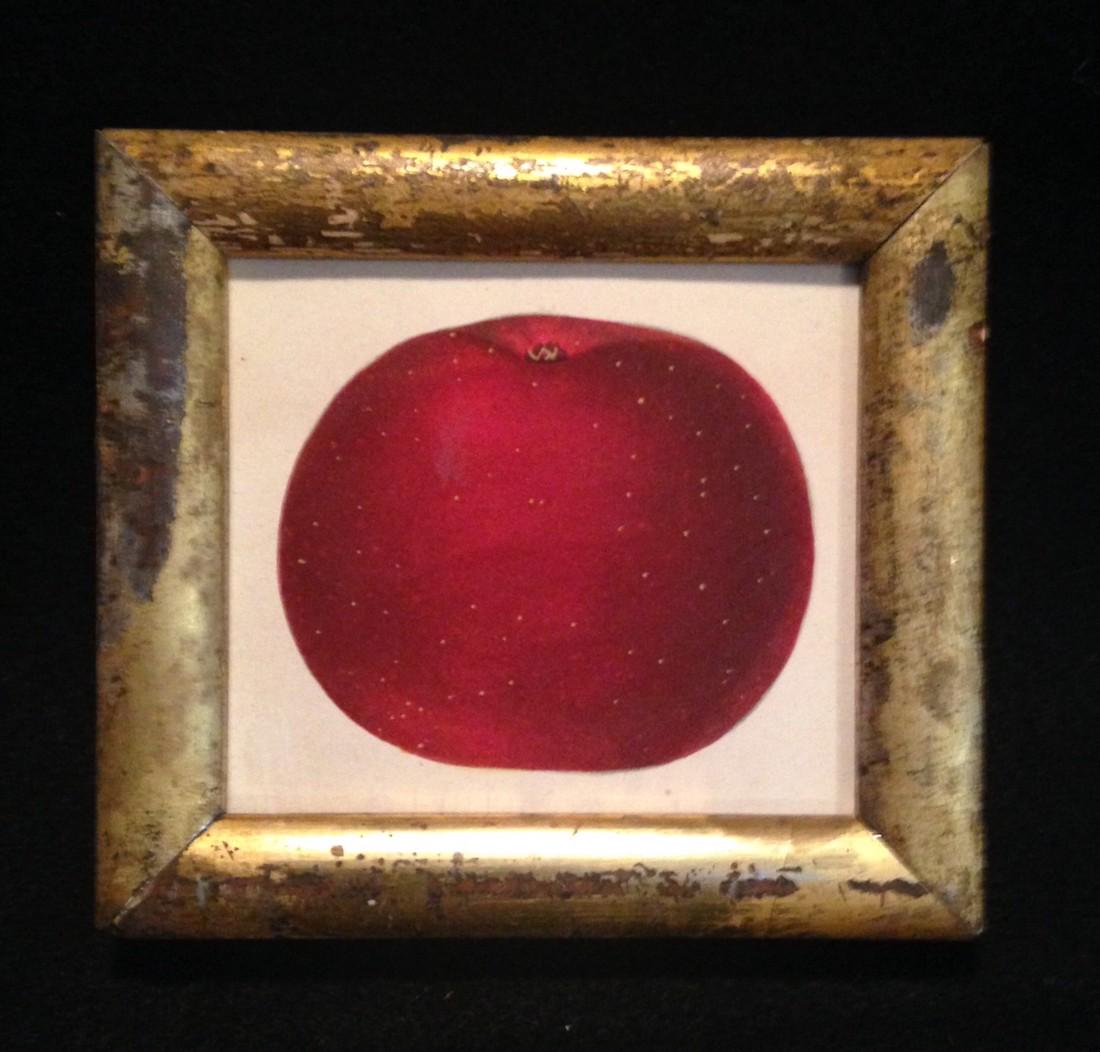 1844 hand colored red apple engraving in GC (1 of 2)