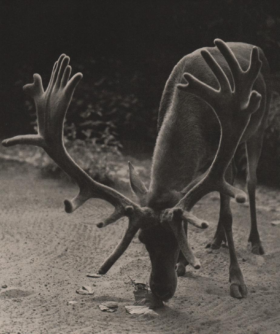 ELFE SCHNEIDER- 24-point Pomeranian red Deer: Artist: ELFE SCHNEIDER Print Title: 24-point Pomeranian red Deer Printing Date: 1930’s Medium: Photoengraving Printed in: Germany Image Size:8 x 6” Reserve: $15.00 Shipping: Domestic: Flat rate of