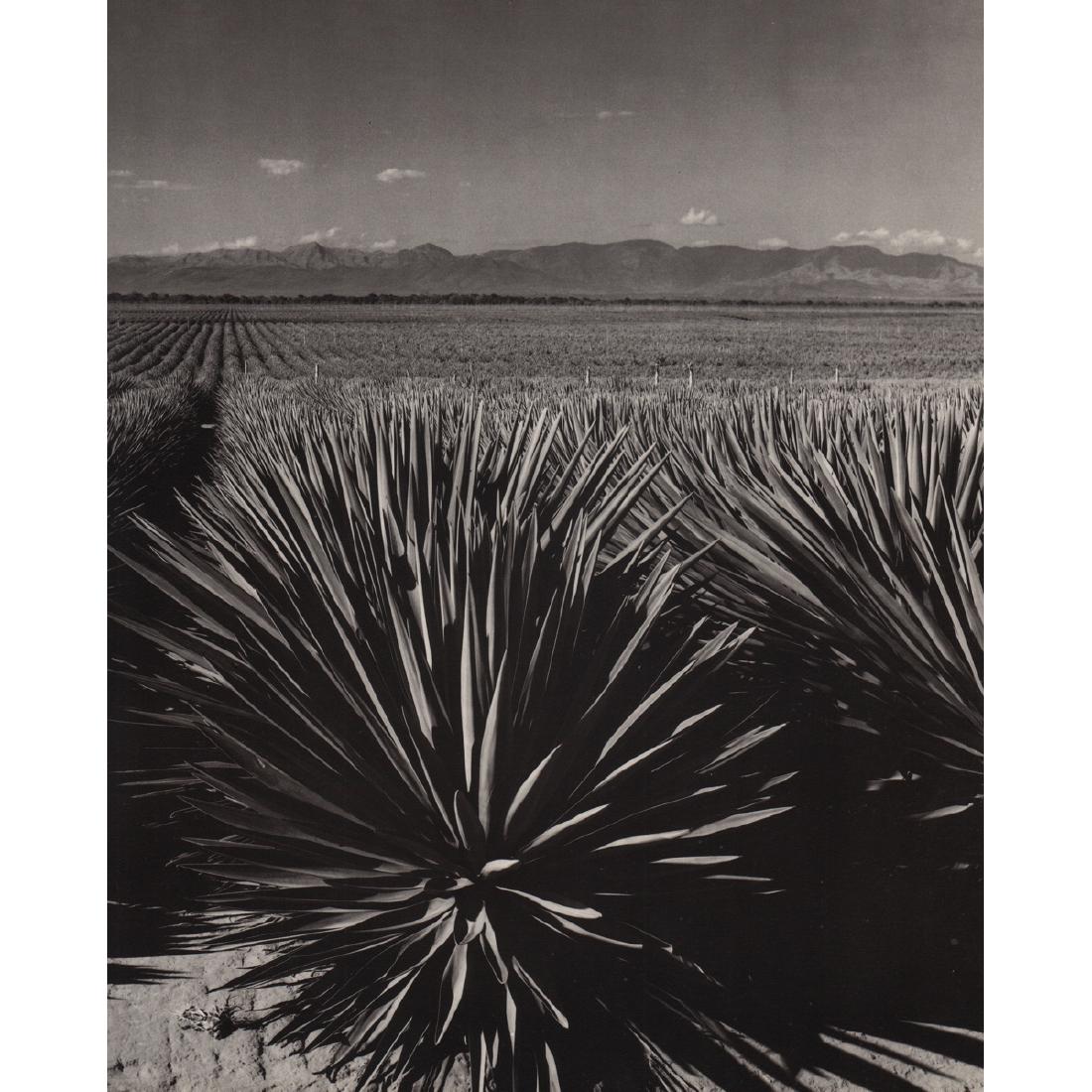 GIAN PAOLO BARBIERI - Mandrare, Field of Agave: Artist: GIAN PAOLO BARBIERI Print Title: Mandrare, Field of Agave Medium: Photo-engraving Printed in 1990's Printed in Italy Image Size approx: 10 x 13 inches Gian Paolo Barbieri (b. 1938) first worke