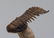 Flying fossil trilobite : Crotalocephalus gibbus - 2