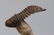 Flying fossil trilobite : Crotalocephalus gibbus - 3